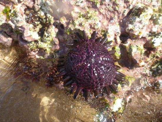  Colobocentrotus altratus (Shield Urchin, Helmet Urchin)